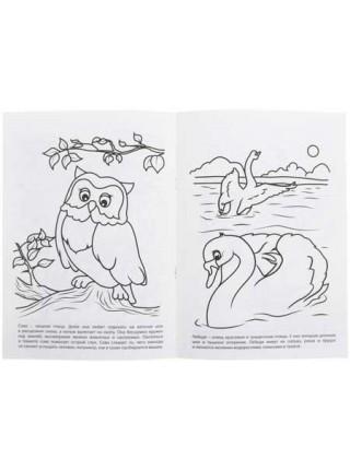 Каляка-Маляка Раскраска, А4, 4 л., «Птицы» Каляка-Маляка Раскраска, А4, 4 л., «Птицы»